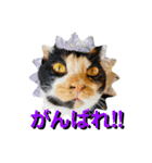 ♪こけニャンスタンプ♪（個別スタンプ：17）