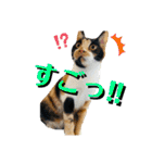 ♪こけニャンスタンプ♪（個別スタンプ：18）