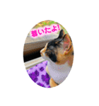 ♪こけニャンスタンプ♪（個別スタンプ：19）