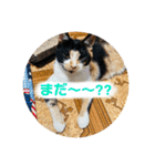 ♪こけニャンスタンプ♪（個別スタンプ：22）