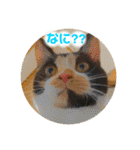 ♪こけニャンスタンプ♪（個別スタンプ：24）