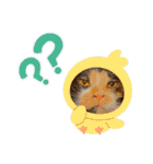 ♪こけニャンスタンプ♪（個別スタンプ：25）