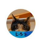 ♪こけニャンスタンプ♪（個別スタンプ：26）
