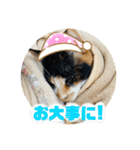 ♪こけニャンスタンプ♪（個別スタンプ：30）