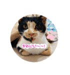 ♪こけニャンスタンプ♪（個別スタンプ：31）