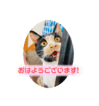 ♪こけニャンスタンプ♪（個別スタンプ：32）