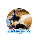 ♪こけニャンスタンプ♪（個別スタンプ：33）