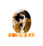 ♪こけニャンスタンプ♪（個別スタンプ：36）