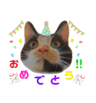 ♪こけニャンスタンプ♪（個別スタンプ：38）