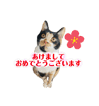 ♪こけニャンスタンプ♪（個別スタンプ：40）