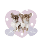 ♡ここあちゃん＆テディちゃん（個別スタンプ：1）