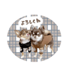 ♡ここあちゃん＆テディちゃん（個別スタンプ：6）