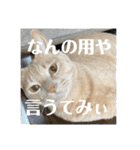 我が家の飼い猫スタンプ 5（個別スタンプ：2）