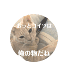 我が家の飼い猫スタンプ 5（個別スタンプ：9）