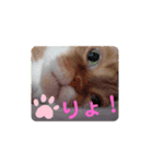 キャラメルにゃんこQ太朗の日常（個別スタンプ：2）