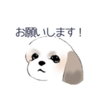 Stickers_Shih Tzu_c シーズースタンプ（個別スタンプ：2）