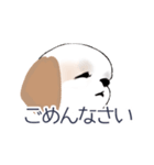 Stickers_Shih Tzu_c シーズースタンプ（個別スタンプ：3）