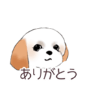 Stickers_Shih Tzu_c シーズースタンプ（個別スタンプ：5）