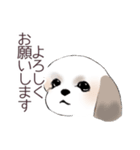 Stickers_Shih Tzu_c シーズースタンプ（個別スタンプ：6）