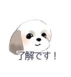 Stickers_Shih Tzu_c シーズースタンプ（個別スタンプ：7）