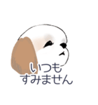 Stickers_Shih Tzu_c シーズースタンプ（個別スタンプ：11）