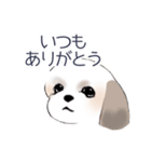 Stickers_Shih Tzu_c シーズースタンプ（個別スタンプ：13）