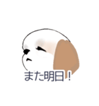 Stickers_Shih Tzu_c シーズースタンプ（個別スタンプ：17）