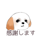 Stickers_Shih Tzu_c シーズースタンプ（個別スタンプ：19）