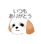 Stickers_Shih Tzu_c シーズースタンプ（個別スタンプ：22）