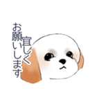 Stickers_Shih Tzu_c シーズースタンプ（個別スタンプ：23）