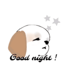 Stickers_Shih Tzu_c シーズースタンプ（個別スタンプ：31）