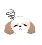 Stickers_Shih Tzu_c シーズースタンプ（個別スタンプ：34）