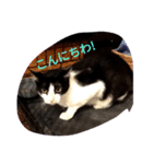 CAT RUU3（個別スタンプ：1）