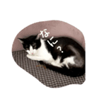 CAT RUU3（個別スタンプ：3）