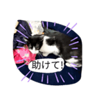 CAT RUU3（個別スタンプ：5）