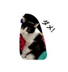 CAT RUU3（個別スタンプ：6）