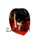 CAT RUU3（個別スタンプ：7）
