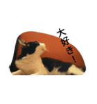 猫のるうちゃん4（個別スタンプ：6）