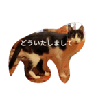 猫のるうちゃん4（個別スタンプ：8）