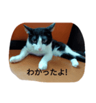 CAT RUU5（個別スタンプ：1）