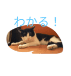 CAT RUU5（個別スタンプ：3）