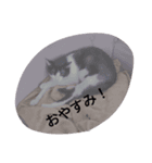 CAT RUU5（個別スタンプ：5）