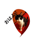 CAT RUU5（個別スタンプ：6）