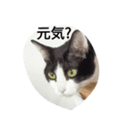 CAT RUU5（個別スタンプ：7）