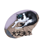 CAT RUU5（個別スタンプ：8）