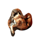 CAT RUU6（個別スタンプ：1）