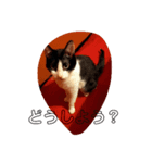 CAT RUU6（個別スタンプ：2）