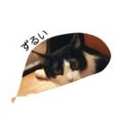 CAT RUU6（個別スタンプ：3）