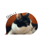 CAT RUU6（個別スタンプ：4）