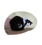 CAT RUU6（個別スタンプ：5）